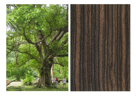 Qual è il legno più costoso? - Michele Di Palma Style Wood Creations